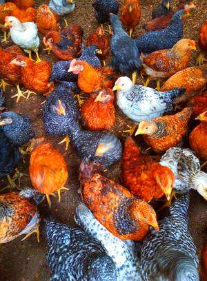 6weeks Improved Kienyeji Chicks Machakos - thumbnail 2