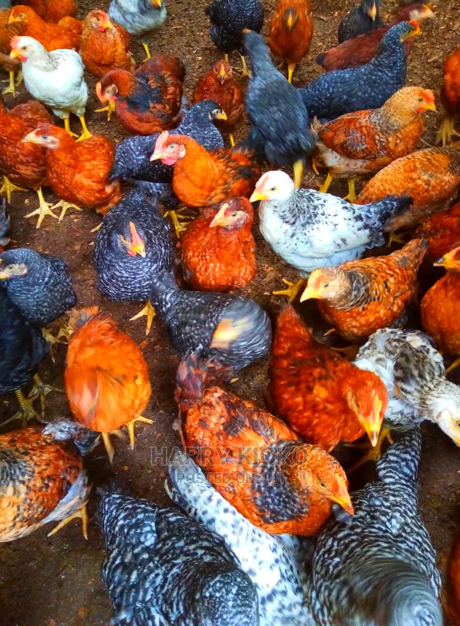 6weeks Improved Kienyeji Chicks Machakos