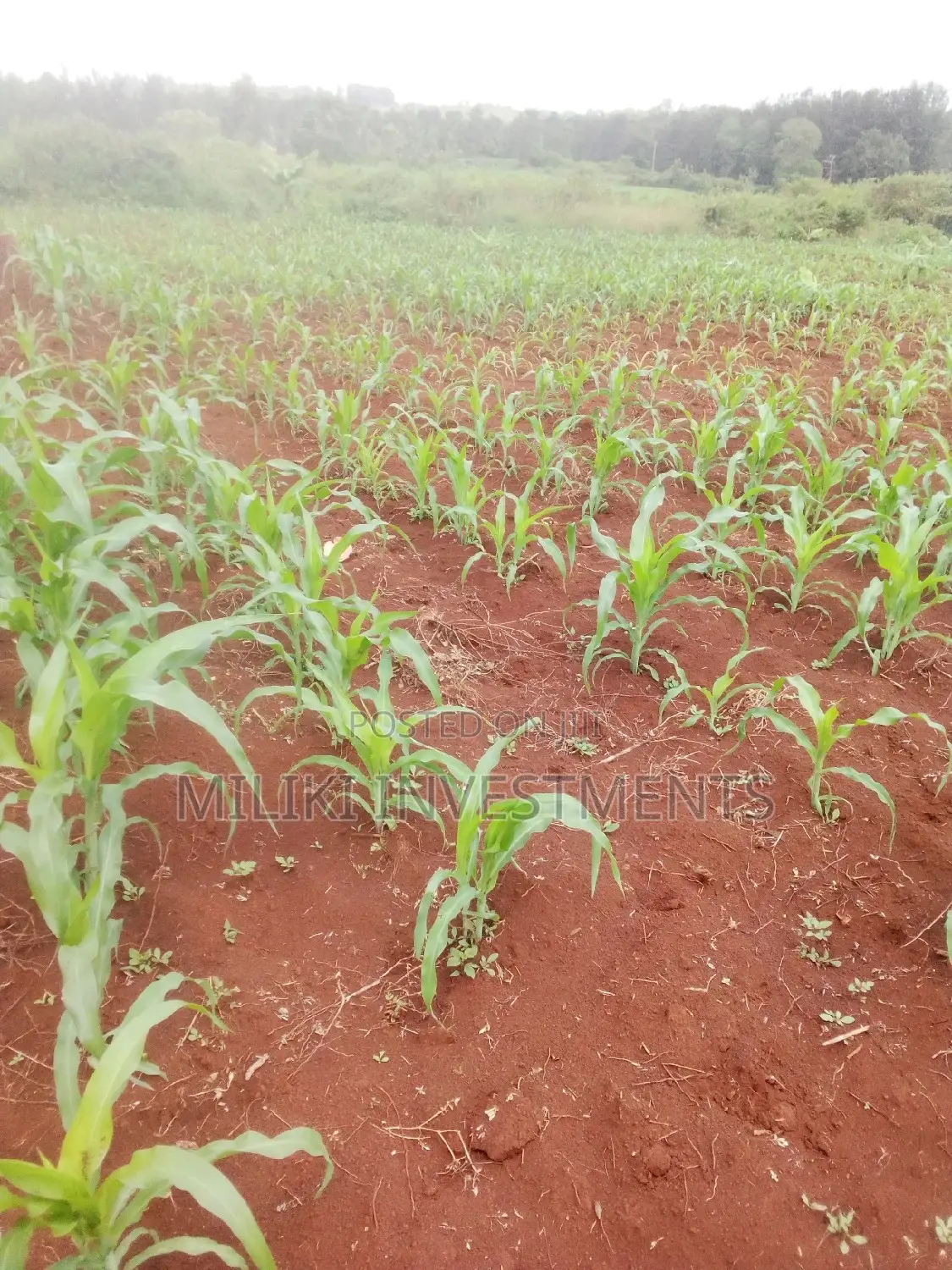 Acre of Land at Mbombo (Maragua)