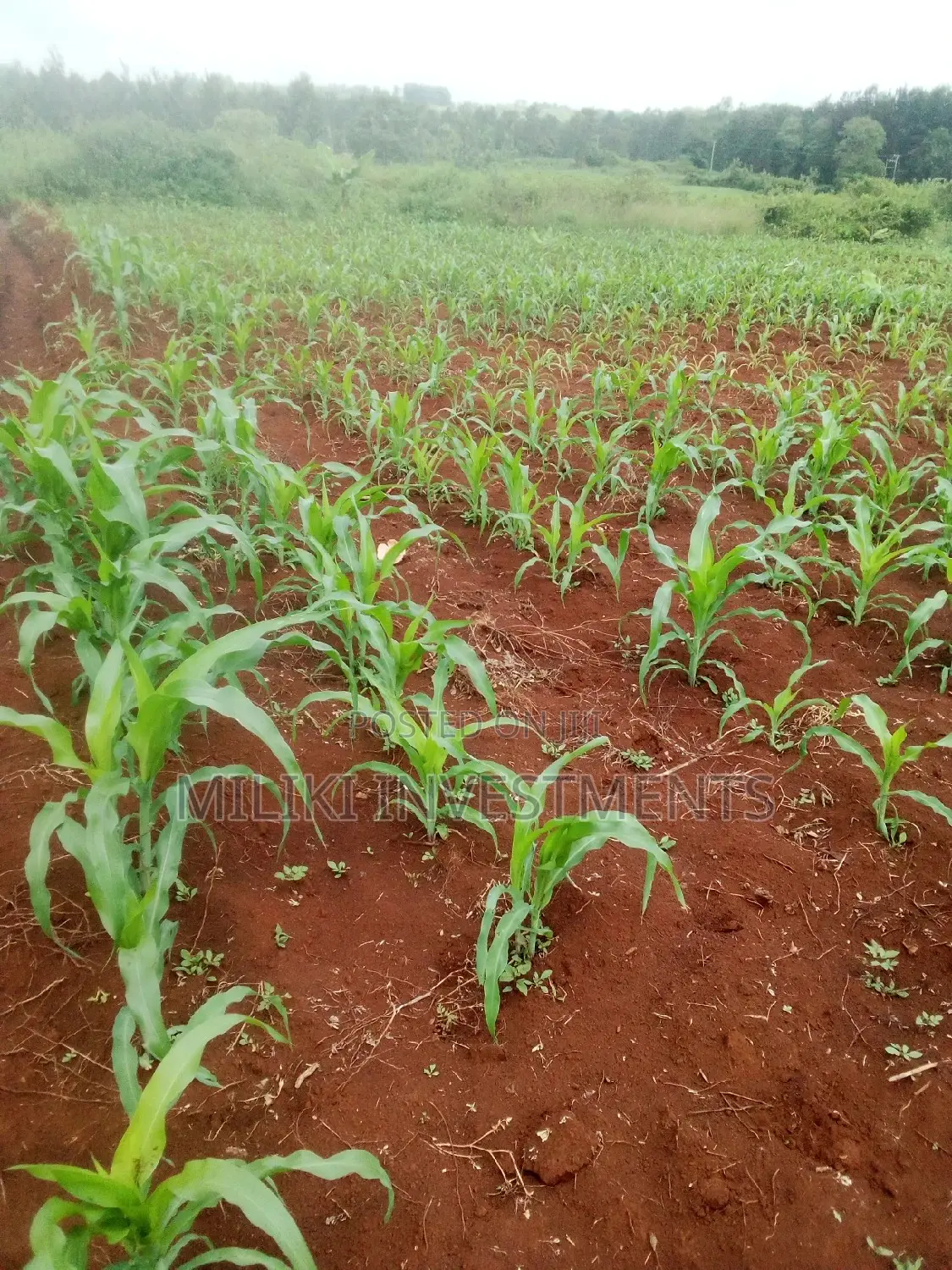Acre of Land at Mbombo (Maragua)