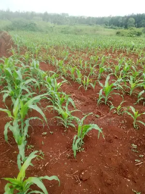 Acre of Land at Mbombo (Maragua)