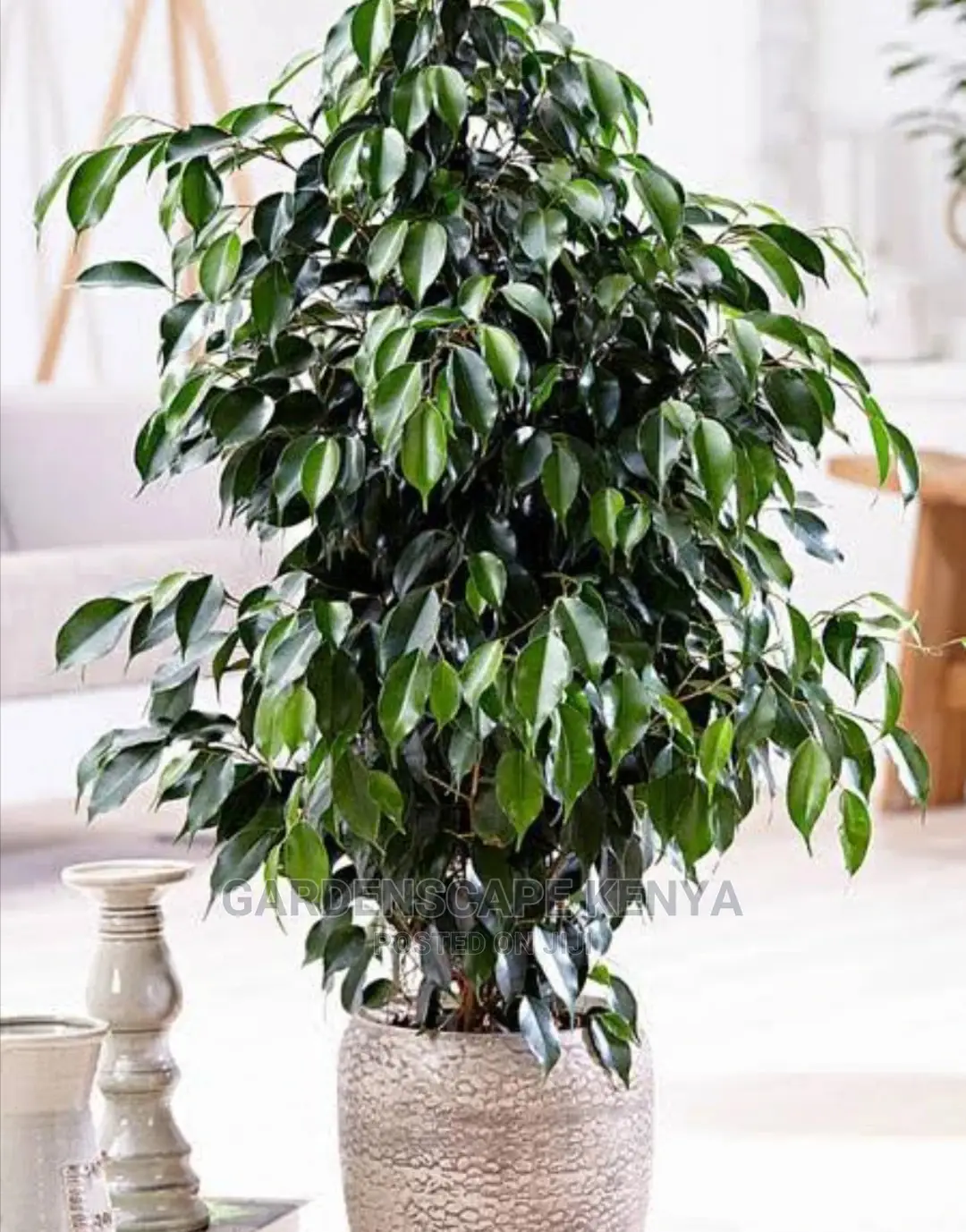 Potted Ficus Benjamina