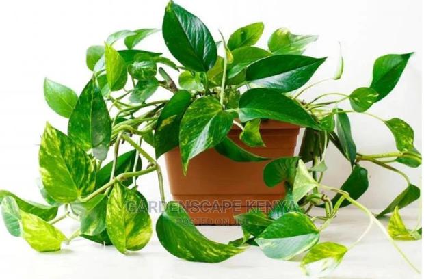 Potted Pothos - main view