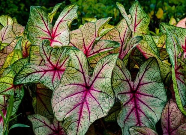 Caladium Plants
