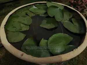 Water Lily Plants for Fish Ponds Water Falls