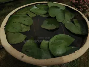 Water Lily Plants for Fish Ponds Water Falls