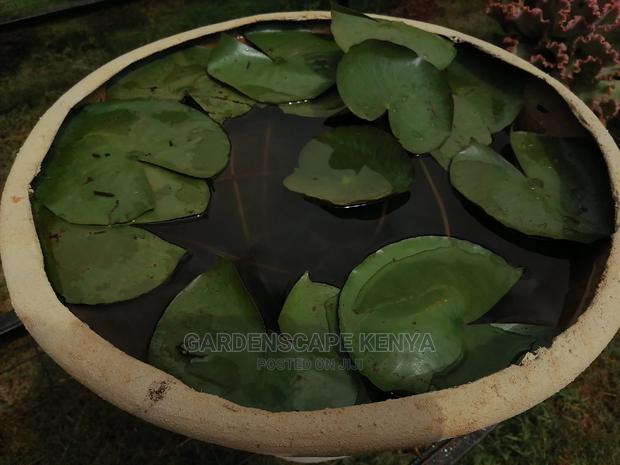 Water Lily Plants for Fish Ponds Water Falls