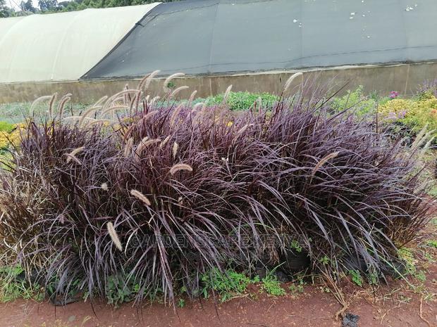 Pampas Grass - main view