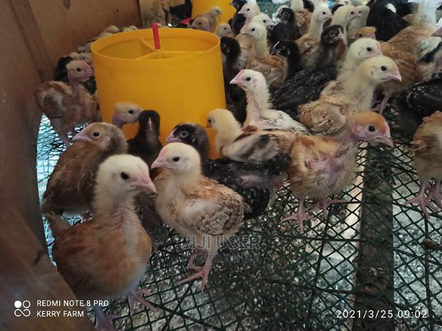 F1 Sasso Kienyeji Chicks - thumbnail 5