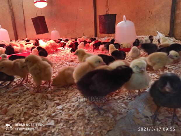 F1 Sasso Kienyeji Chicks - thumbnail 6