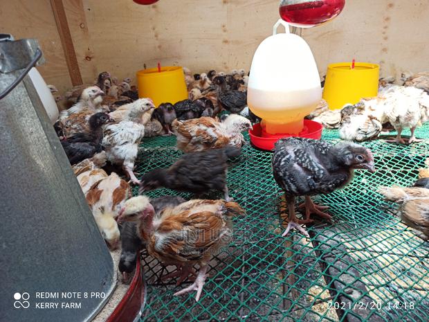 F1 Sasso Kienyeji Chicks - thumbnail 7