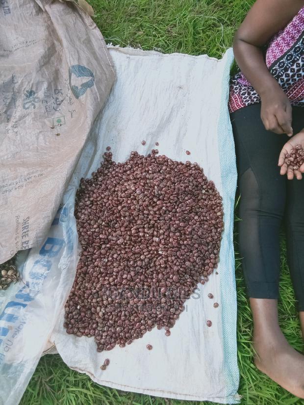 Black Castor Seeds (Jamaican and White - main view
