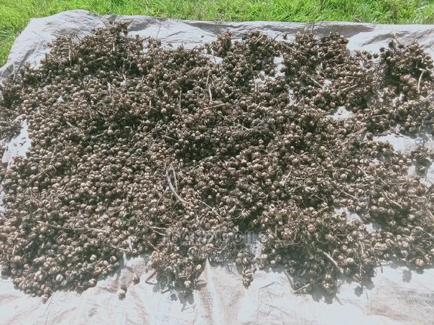 Black Castor Seeds (Jamaican and White - thumbnail 3