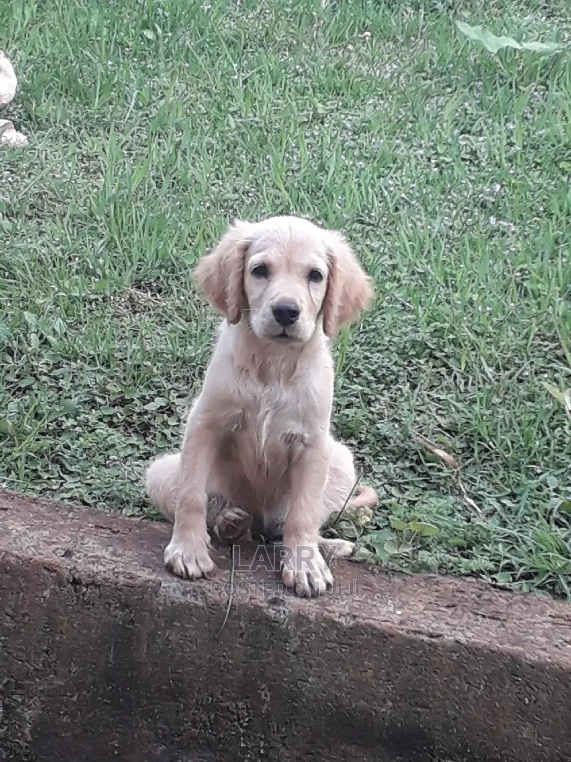 Baby Female Purebred Golden Retriever