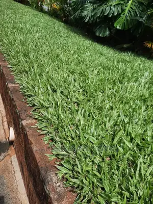 Variagated Pemba Grass
