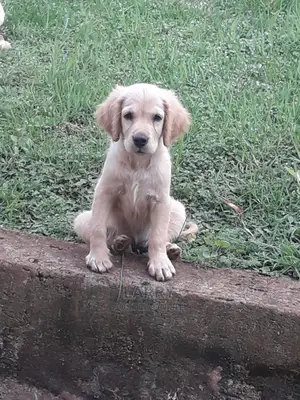 Baby Female Purebred Golden Retriever