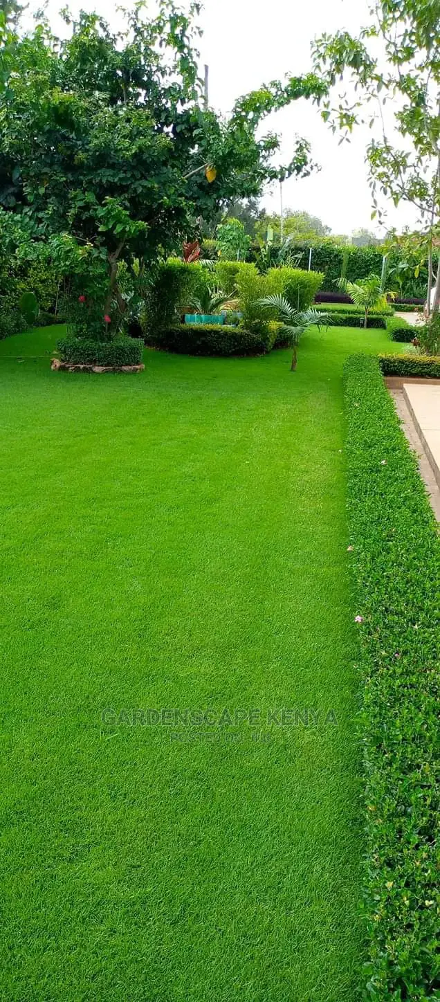 Barleria Shrubs for Fencing