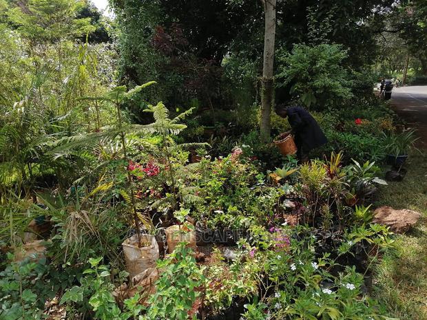 Plants for Sell.