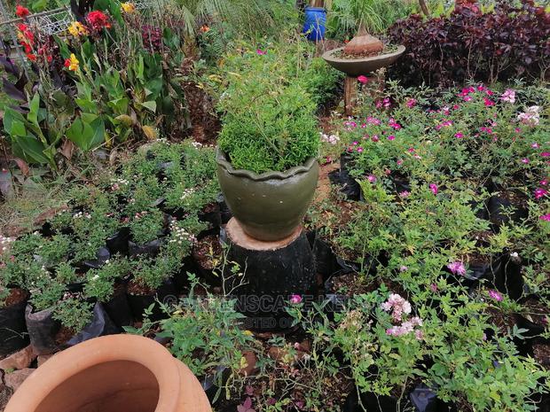Plants for Sell. - thumbnail 6