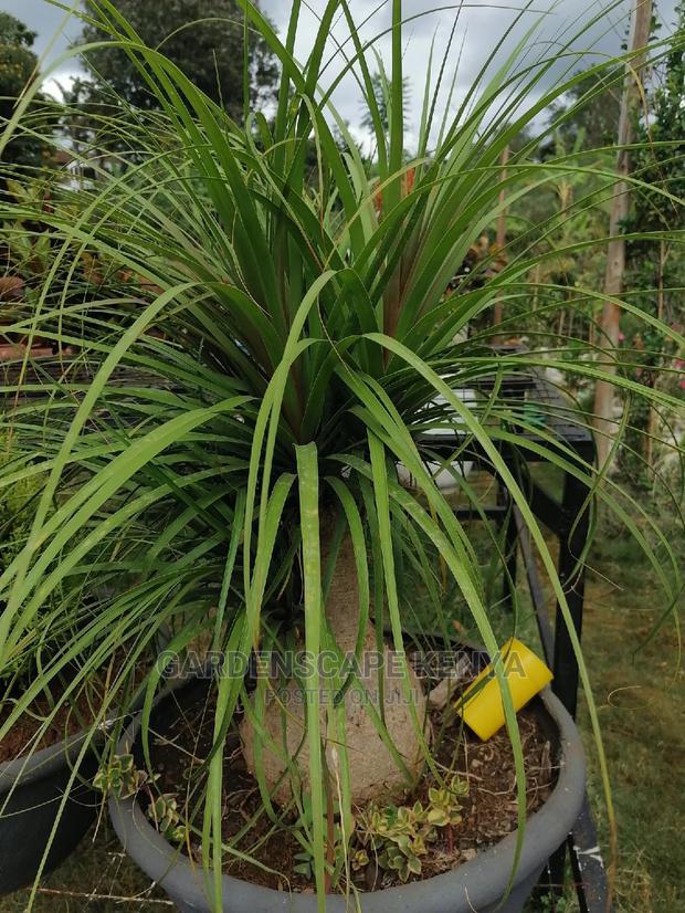 Plants for Sell. - thumbnail 3