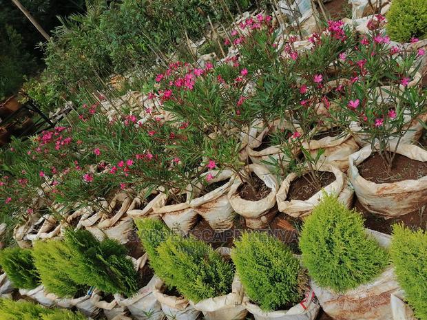 Plants for Sell. - thumbnail 5