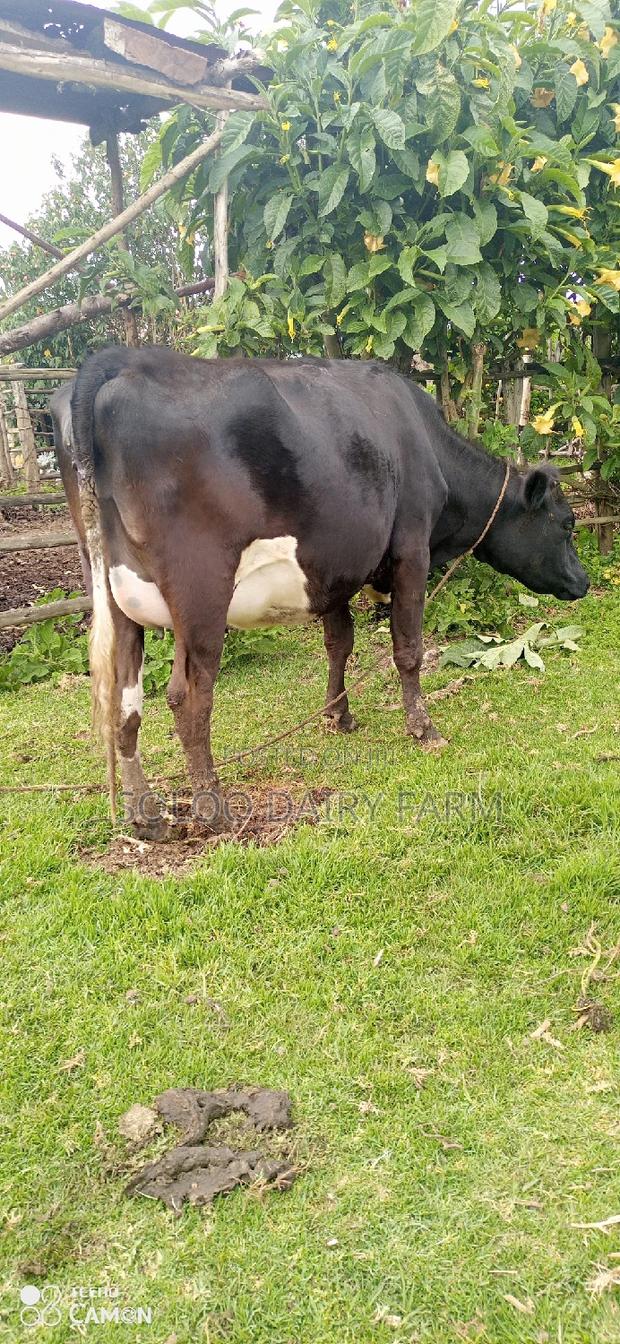 Clean Incalf Dairy Cow for Sale