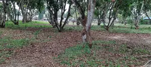 50/100 Plots on Sale Mtwapa