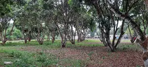 50/100 Plots on Sale Mtwapa