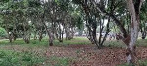 50/100 Plots on Sale Mtwapa