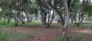 50/100 Plots on Sale Mtwapa