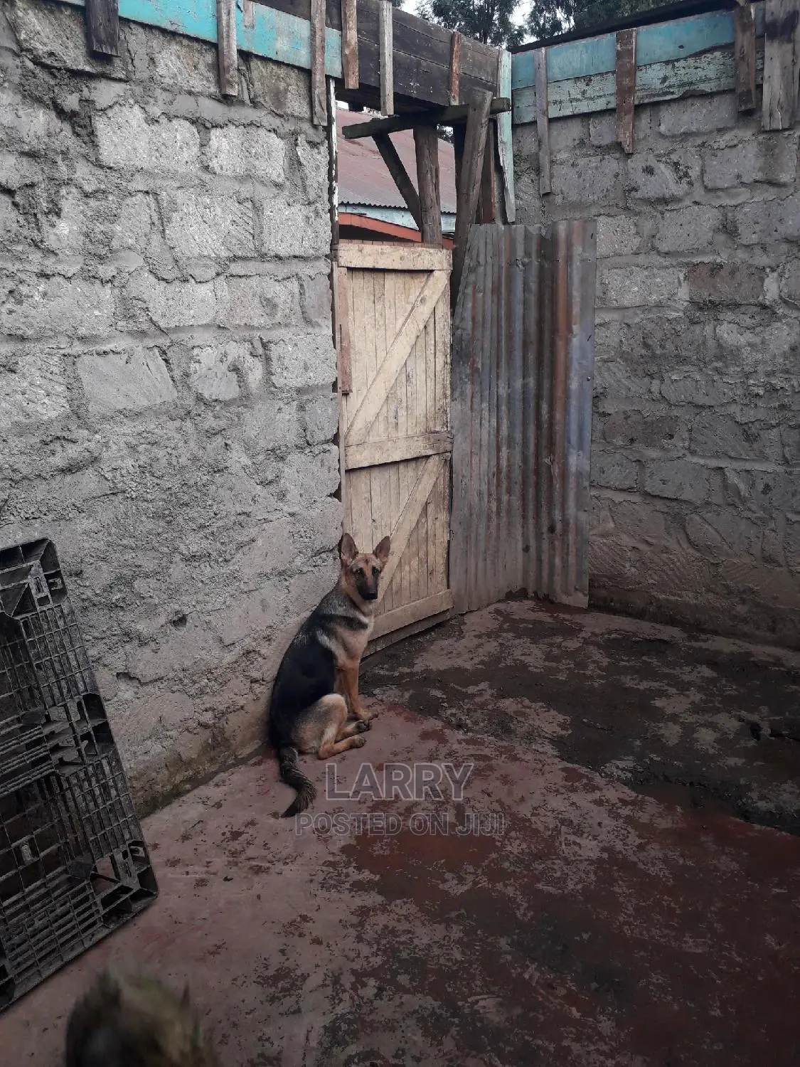 6-12 month Female Purebred German Shepherd