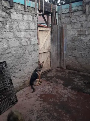 6-12 month Female Purebred German Shepherd