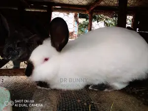 Hybrid California / New Zealand White Rabbits