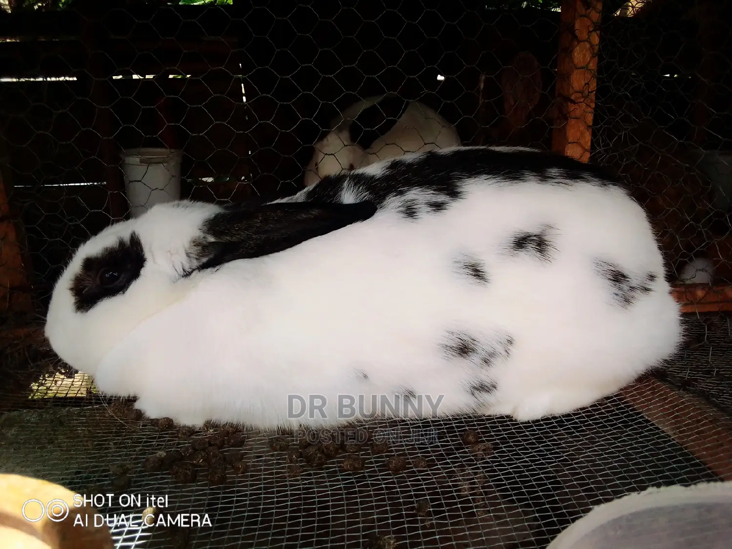 Hybrid Rabbits
