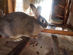 Hybrid Rabbit Pets - thumbnail 2