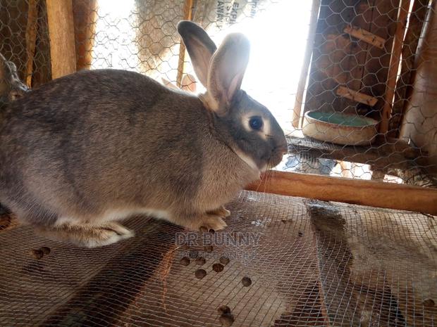 Hybrid Rabbit Pets - main view