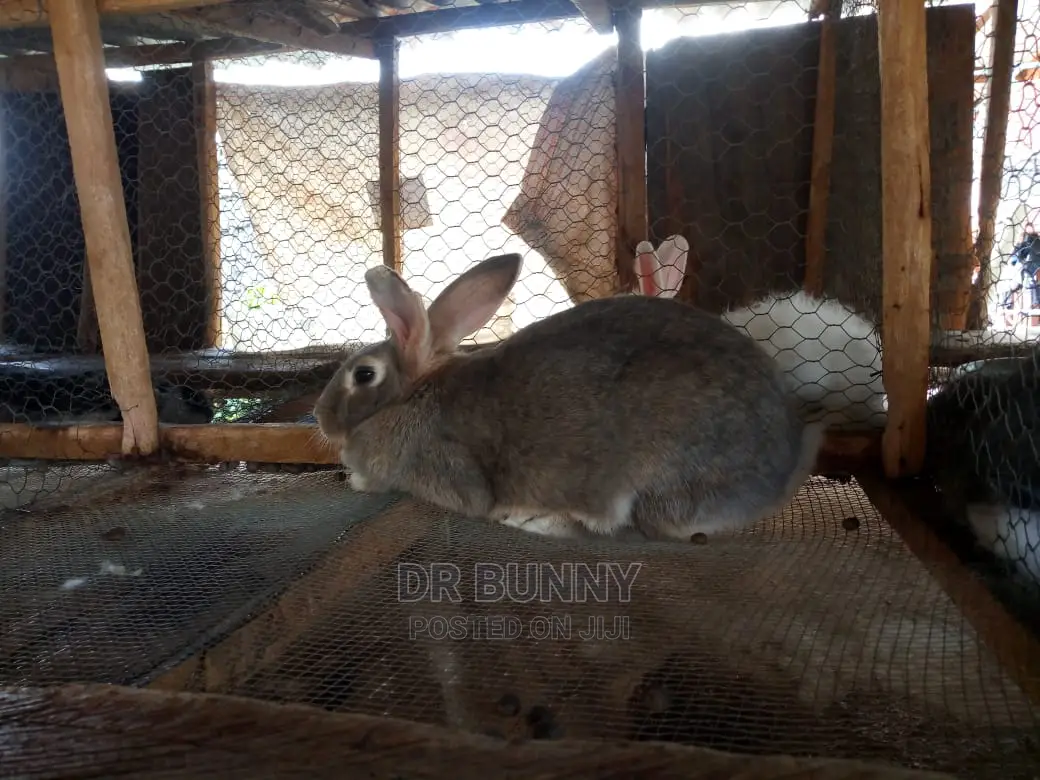 Hybrid Rabbit Pets