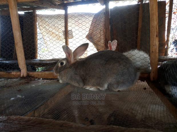 Hybrid Rabbit Pets - thumbnail 3