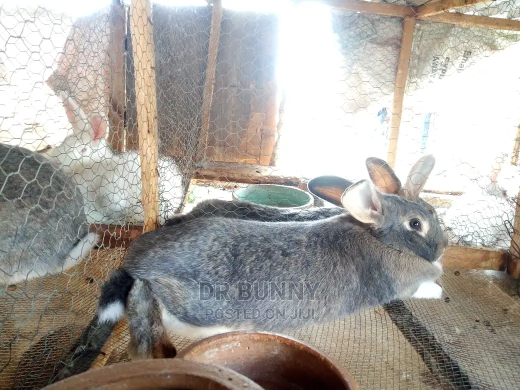 Hybrid Rabbit Pets