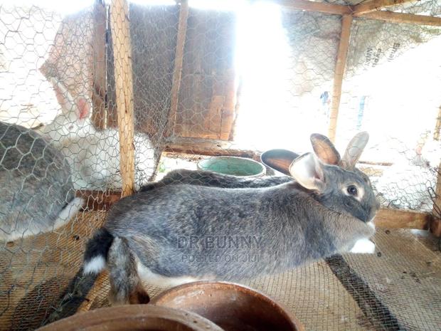 Hybrid Rabbit Pets - thumbnail 4