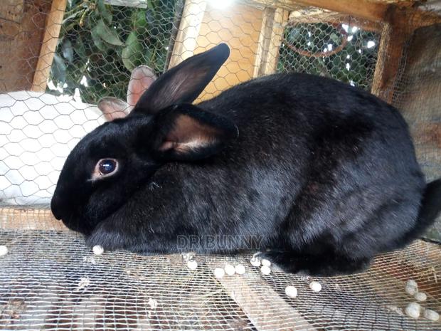 Hybrid Rabbit Breeds - main view