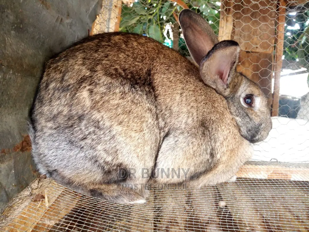 Hybrid Rabbit Breeds