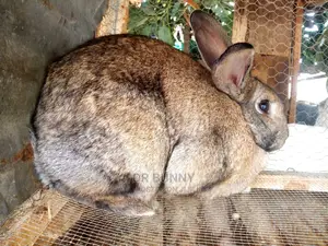 Hybrid Rabbit Breeds