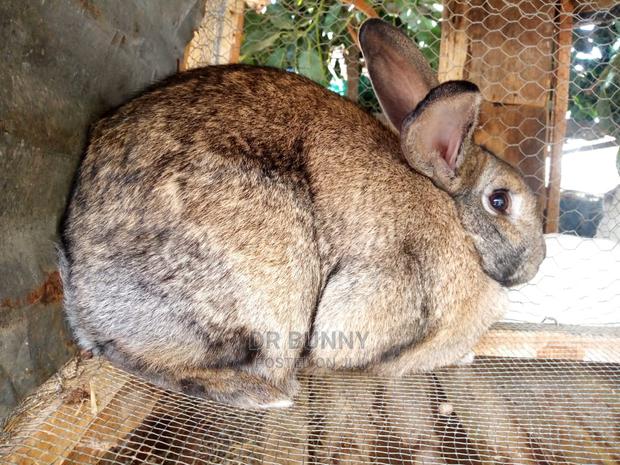 Hybrid Rabbit Breeds - thumbnail 3