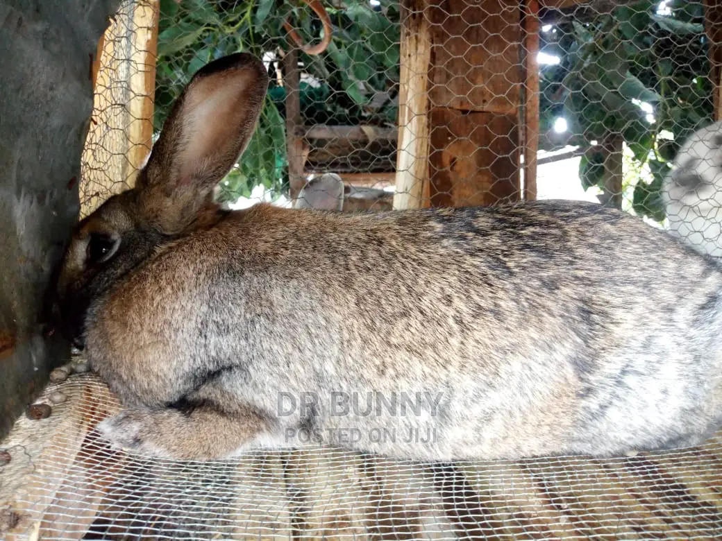 Hybrid Rabbit Breeds
