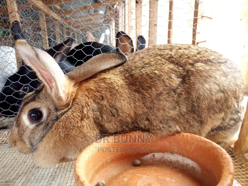 Hybrid Rabbit Breeds