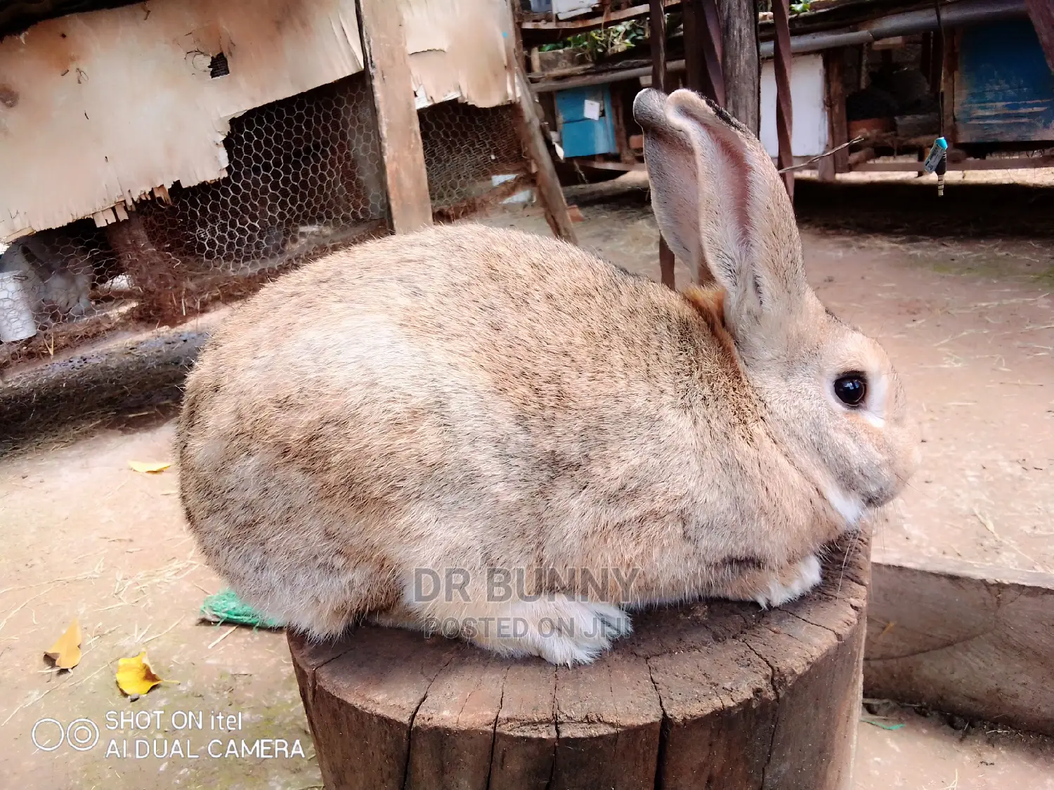 Hybrid Rabbit Breeds