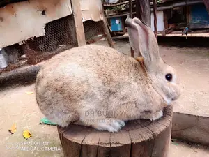 Hybrid Rabbit Breeds