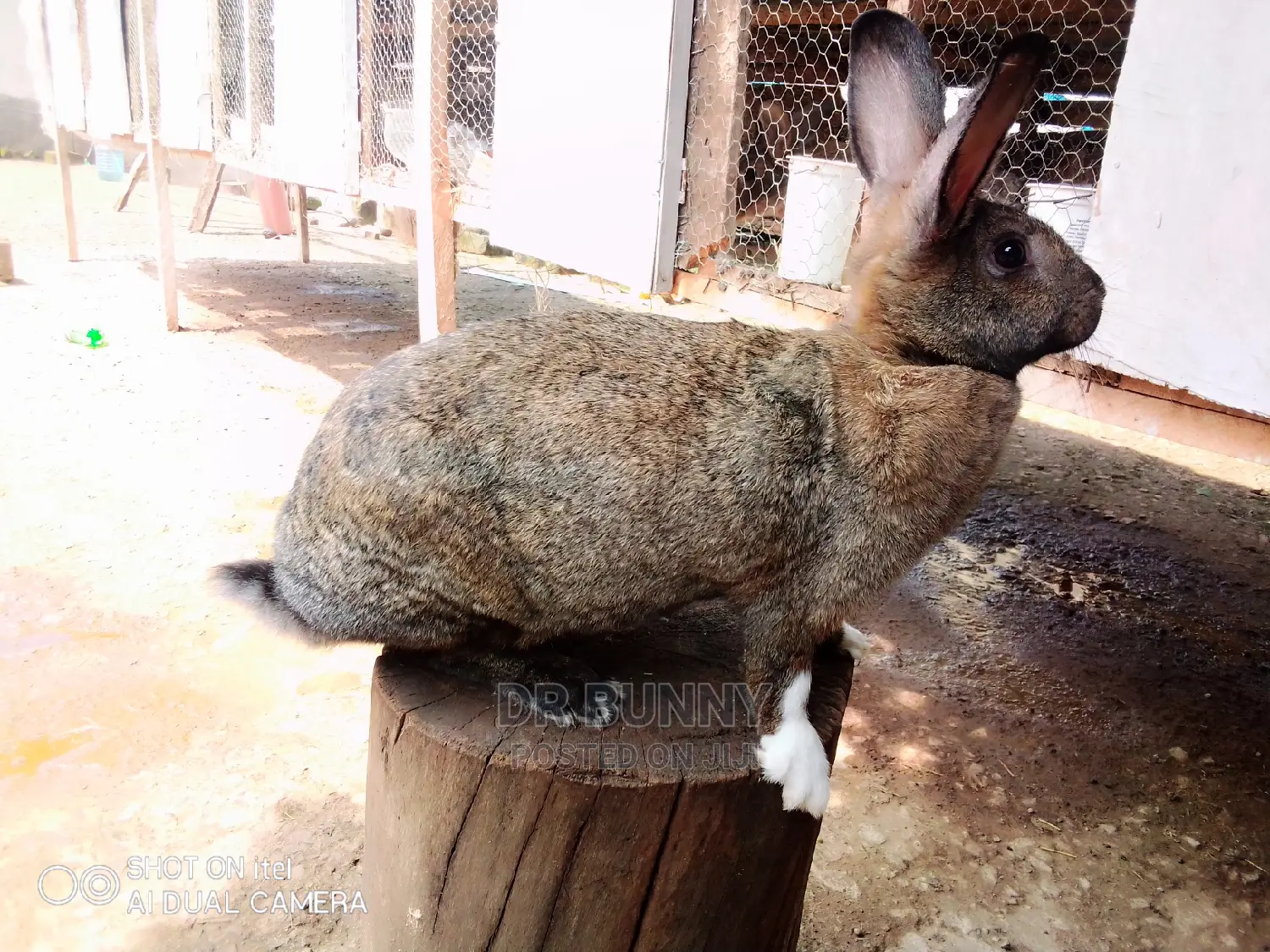 Hybrid Rabbit Breeds