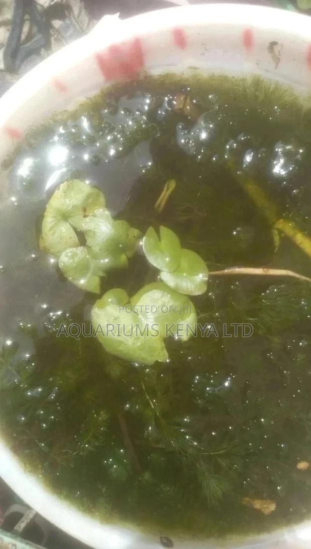 Young Water Lilly's , Live Plants